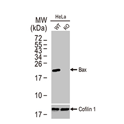 Bax antibody [HL236] (GTX635715)